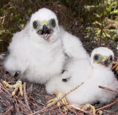 Accipiter nisus, 14 days old